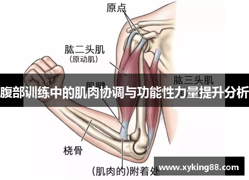 腹部训练中的肌肉协调与功能性力量提升分析